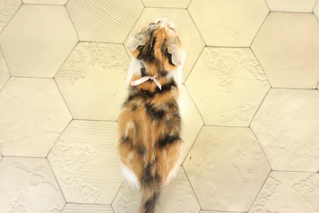 愛知県のキンカロー (Coo&RIKU豊橋店/2025年11月28日生まれ/女の子/キャリコ)の子猫の4枚目の画像