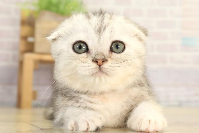 スコティッシュフォールド