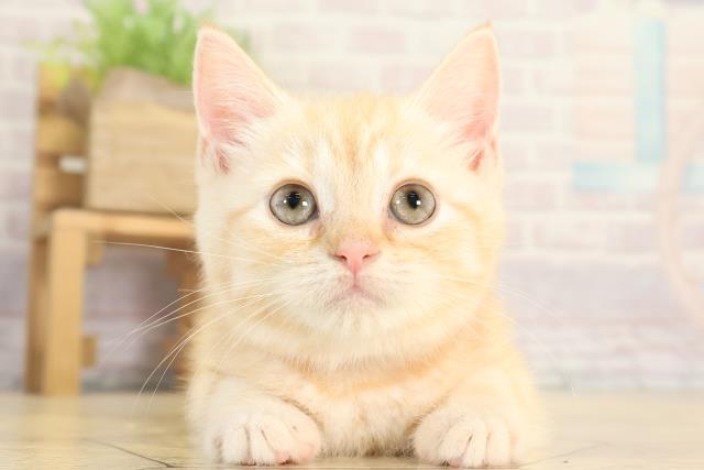 愛知県のスコティッシュフォールド (Coo&RIKU東海店/2025年11月29日生まれ/女の子/クリームタビー)の子猫の1枚目の画像