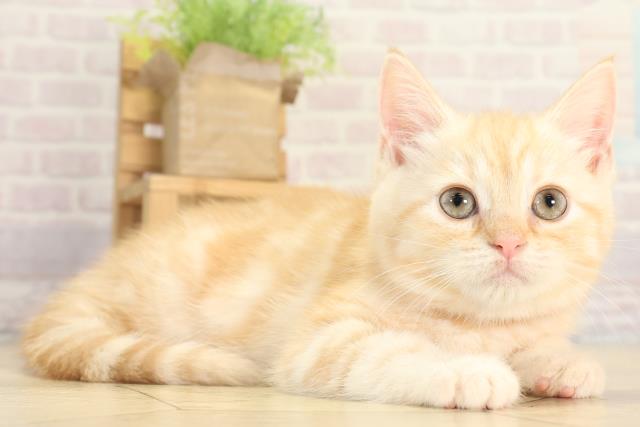 愛知県のスコティッシュフォールド (Coo&RIKU東海店/2025年11月29日生まれ/女の子/クリームタビー)の子猫の2枚目の画像