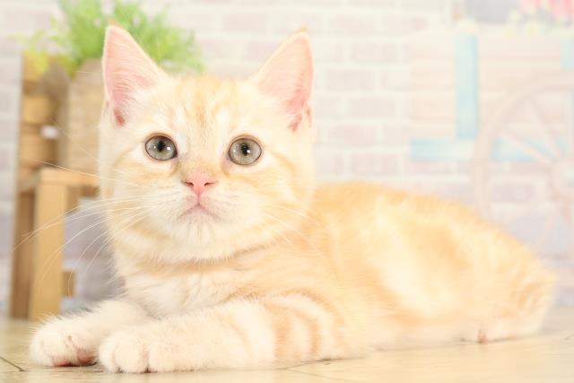 愛知県のスコティッシュフォールド (Coo&RIKU東海店/2025年11月29日生まれ/女の子/クリームタビー)の子猫の3枚目の画像