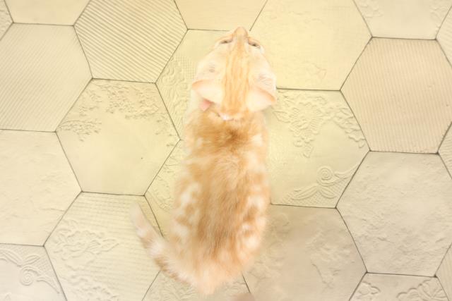 愛知県のスコティッシュフォールド (Coo&RIKU東海店/2025年11月29日生まれ/女の子/クリームタビー)の子猫の4枚目の画像