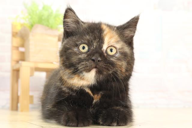 愛知県のスコティッシュフォールド (Coo&RIKU半田店/2025年12月13日生まれ/女の子/トーティー)の子猫の1枚目の画像