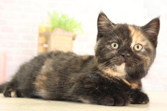 愛知県のスコティッシュフォールド (Coo&RIKU半田店/2025年12月13日生まれ/女の子/トーティー)の子猫の2枚目の画像