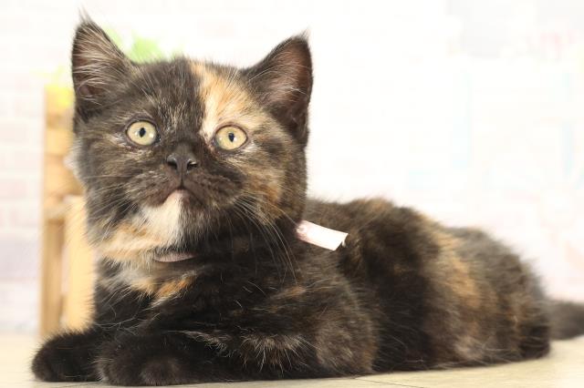 愛知県のスコティッシュフォールド (Coo&RIKU半田店/2025年12月13日生まれ/女の子/トーティー)の子猫の3枚目の画像