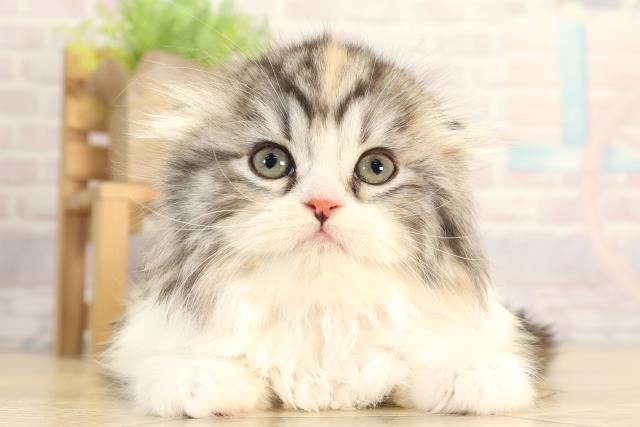 スコティッシュフォールド