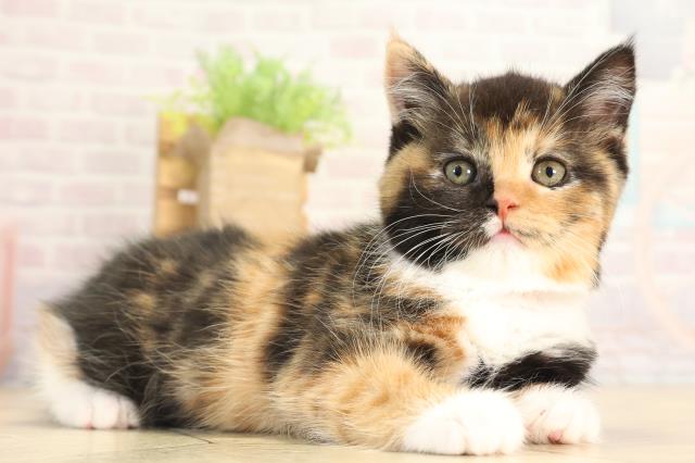 三重県のスコティッシュフォールド (Coo&RIKU四日市店/2025年12月13日生まれ/女の子/キャリコ)の子猫の2枚目の画像