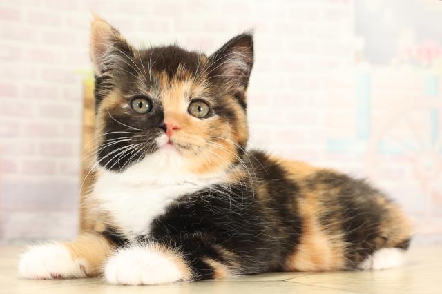 三重県のスコティッシュフォールド (Coo&RIKU四日市店/2025年12月13日生まれ/女の子/キャリコ)の子猫の3枚目の画像