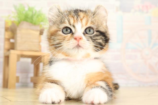 愛知県のキンカロー (Coo&RIKU名古屋滝ノ水店/2025年12月11日生まれ/女の子/キャリコ)の子猫の1枚目の画像