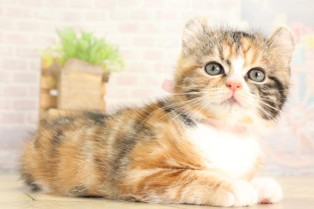 愛知県のキンカロー (Coo&RIKU名古屋滝ノ水店/2025年12月11日生まれ/女の子/キャリコ)の子猫の2枚目の画像