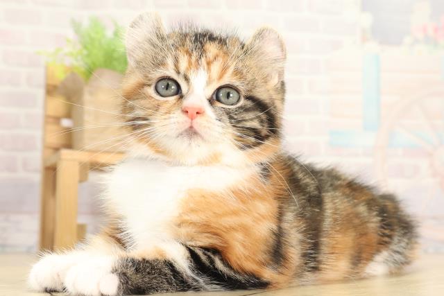 愛知県のキンカロー (Coo&RIKU名古屋滝ノ水店/2025年12月11日生まれ/女の子/キャリコ)の子猫の3枚目の画像