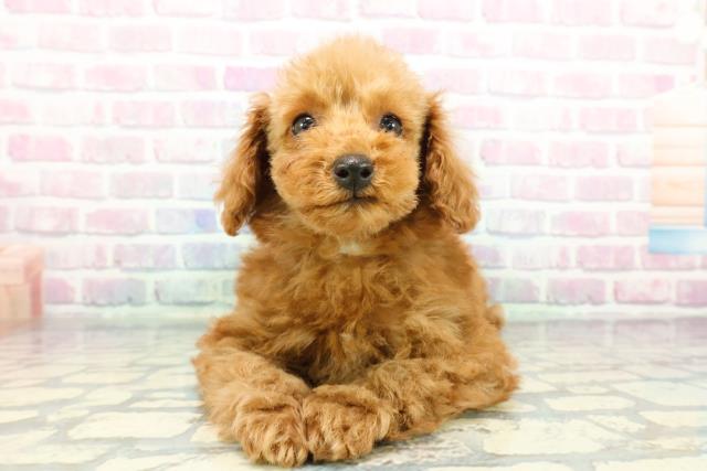 栃木県のトイプードル(トイ) (Coo&RIKUイオンタウン佐野店/2025年12月10日生まれ/男の子/アプリコット)の子犬の1枚目の画像