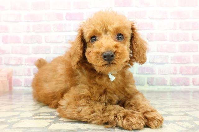 栃木県のトイプードル(トイ) (Coo&RIKUイオンタウン佐野店/2025年12月10日生まれ/男の子/アプリコット)の子犬の3枚目の画像