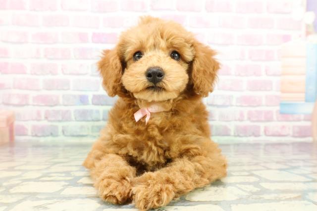 静岡県のトイプードル(トイ) (Coo&RIKU掛川店/2025年12月10日生まれ/女の子/アプリコット)の子犬の1枚目の画像