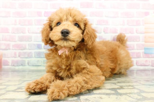 静岡県のトイプードル(トイ) (Coo&RIKU掛川店/2025年12月10日生まれ/女の子/アプリコット)の子犬の2枚目の画像