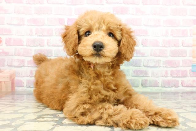 静岡県のトイプードル(トイ) (Coo&RIKU掛川店/2025年12月10日生まれ/女の子/アプリコット)の子犬の3枚目の画像