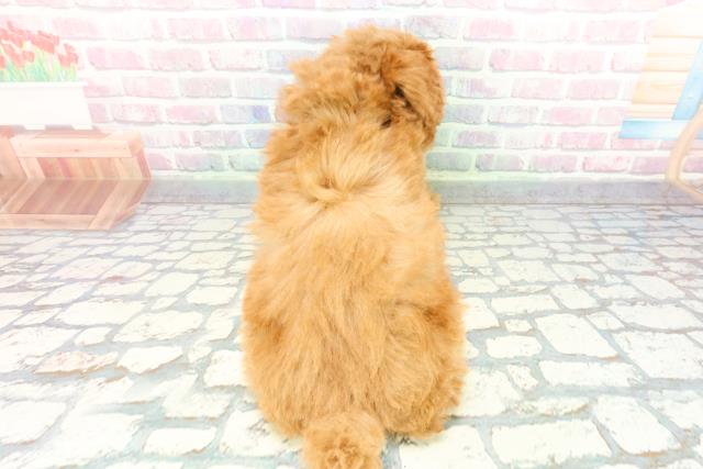 静岡県のトイプードル(トイ) (Coo&RIKU掛川店/2025年12月10日生まれ/女の子/アプリコット)の子犬の4枚目の画像