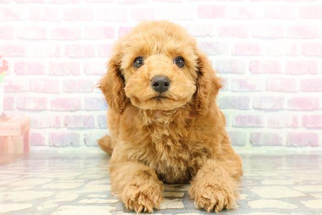 静岡県のトイプードル(トイ) (Coo&RIKU藤枝店/2025年12月10日生まれ/女の子/アプリコット)の子犬の1枚目の画像