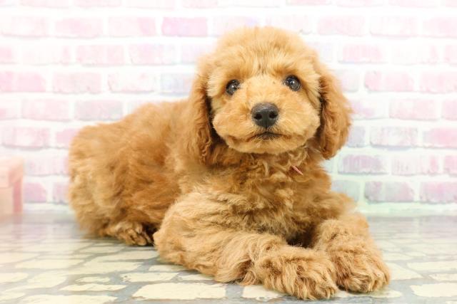 静岡県のトイプードル(トイ) (Coo&RIKU藤枝店/2025年12月10日生まれ/女の子/アプリコット)の子犬の3枚目の画像