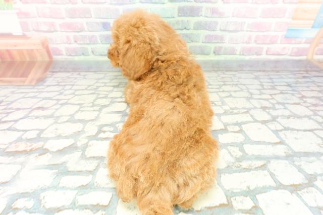 静岡県のトイプードル(トイ) (Coo&RIKU藤枝店/2025年12月10日生まれ/女の子/アプリコット)の子犬の4枚目の画像