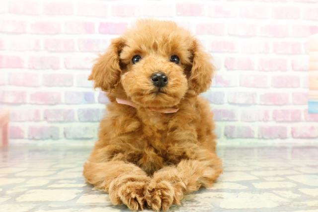 東京都のトイプードル(トイ) (Coo&RIKU東久留米店/2025年12月10日生まれ/女の子/アプリコット)の子犬の1枚目の画像