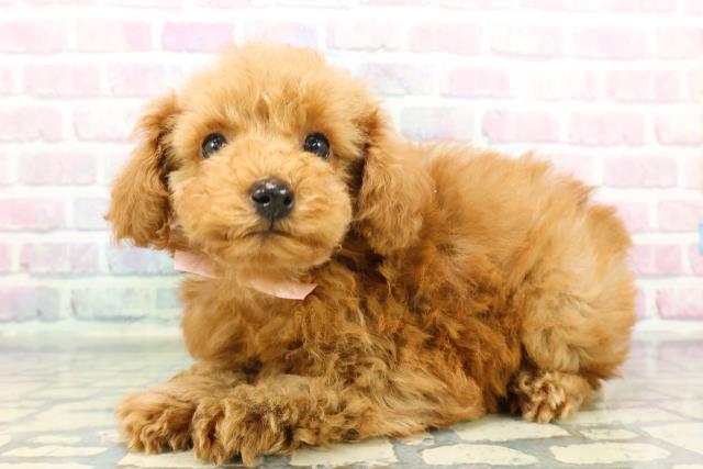 東京都のトイプードル(トイ) (Coo&RIKU東久留米店/2025年12月10日生まれ/女の子/アプリコット)の子犬の2枚目の画像