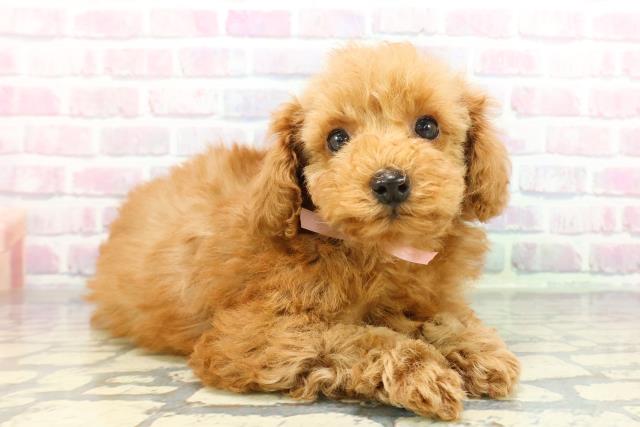 東京都のトイプードル(トイ) (Coo&RIKU東久留米店/2025年12月10日生まれ/女の子/アプリコット)の子犬の3枚目の画像