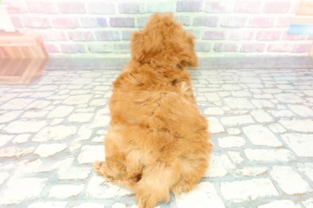 東京都のトイプードル(トイ) (Coo&RIKU東久留米店/2025年12月10日生まれ/女の子/アプリコット)の子犬の4枚目の画像
