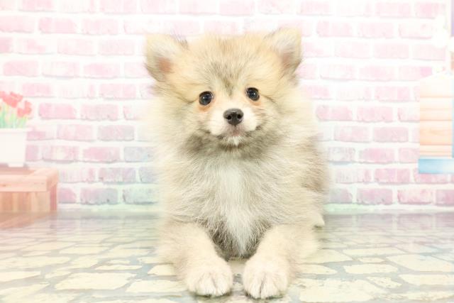 神奈川県のポメラニアン (Coo&RIKU日吉店/2025年12月11日生まれ/男の子/ウルフセーブル)の子犬の1枚目の画像