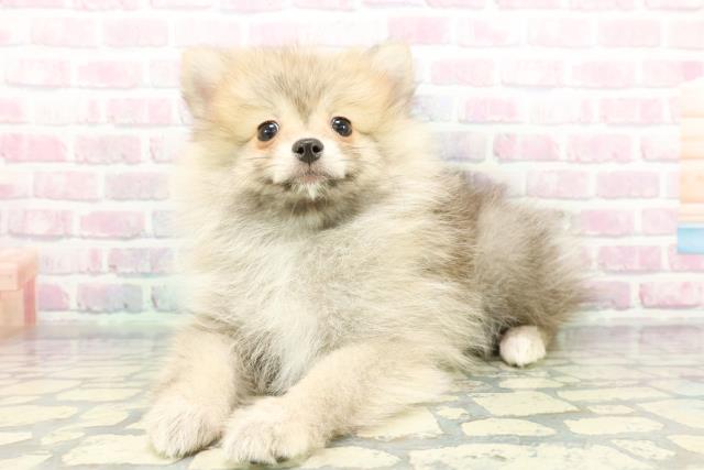 神奈川県のポメラニアン (Coo&RIKU日吉店/2025年12月11日生まれ/男の子/ウルフセーブル)の子犬の2枚目の画像