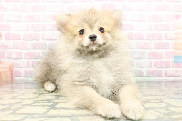 神奈川県のポメラニアン (Coo&RIKU日吉店/2025年12月11日生まれ/男の子/ウルフセーブル)の子犬の3枚目の画像