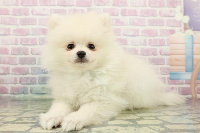 東京都のポメラニアン (Coo&RIKU板橋店/2025年12月11日生まれ/男の子/クリーム)の子犬の2枚目の画像