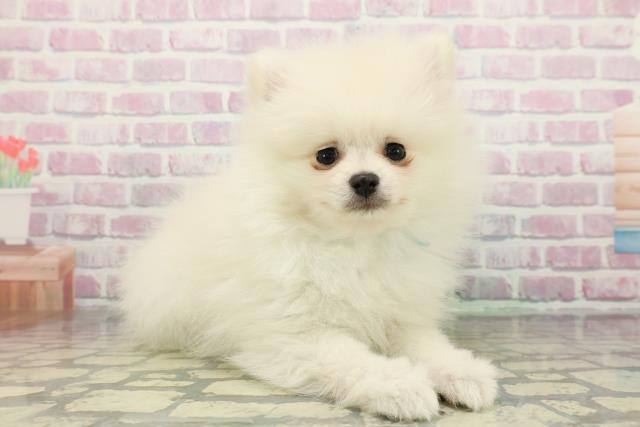 東京都のポメラニアン (Coo&RIKU板橋店/2025年12月11日生まれ/男の子/クリーム)の子犬の3枚目の画像