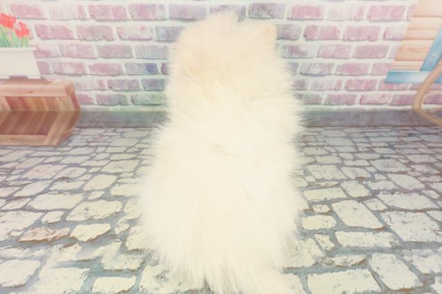 東京都のポメラニアン (Coo&RIKU板橋店/2025年12月11日生まれ/男の子/クリーム)の子犬の4枚目の画像