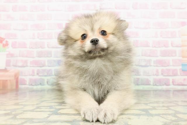 神奈川県のポメラニアン (Coo&RIKU横浜青葉店/2025年12月11日生まれ/女の子/ウルフセーブル)の子犬