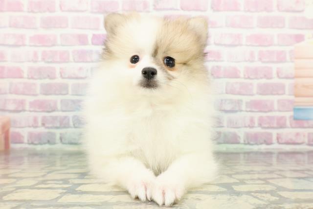 東京都のポメラニアン (Coo&RIKU東久留米店/2025年12月11日生まれ/女の子/パーティーカラー)の子犬の1枚目の画像