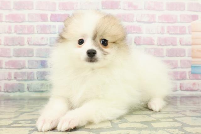 東京都のポメラニアン (Coo&RIKU東久留米店/2025年12月11日生まれ/女の子/パーティーカラー)の子犬の2枚目の画像