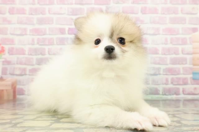 東京都のポメラニアン (Coo&RIKU東久留米店/2025年12月11日生まれ/女の子/パーティーカラー)の子犬の3枚目の画像