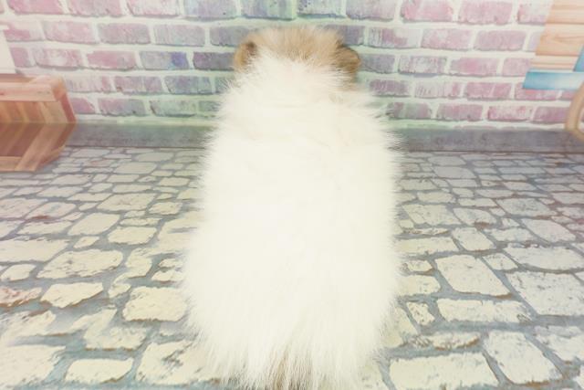 東京都のポメラニアン (Coo&RIKU東久留米店/2025年12月11日生まれ/女の子/パーティーカラー)の子犬の4枚目の画像