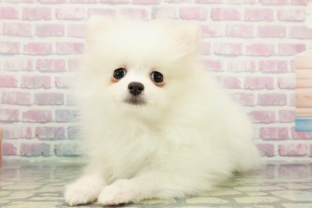 埼玉県のポメラニアン (Coo&RIKUアニマルケアセンター大宮/2025年12月11日生まれ/女の子/クリーム)の子犬の2枚目の画像