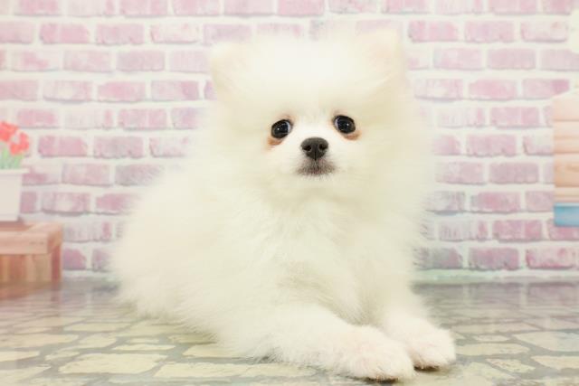 埼玉県のポメラニアン (Coo&RIKUアニマルケアセンター大宮/2025年12月11日生まれ/女の子/クリーム)の子犬の3枚目の画像