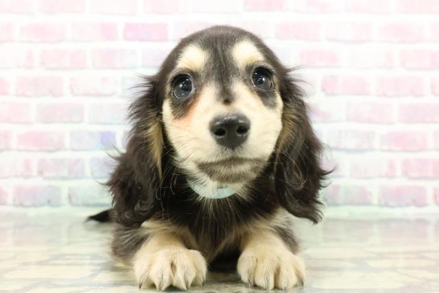 静岡県のミニチュアダックスフンド(ロング) (Coo&RIKU富士店/2025年12月11日生まれ/男の子/ブラックイエロー)の子犬の1枚目の画像