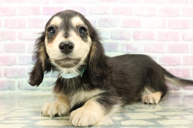 静岡県のミニチュアダックスフンド(ロング) (Coo&RIKU富士店/2025年12月11日生まれ/男の子/ブラックイエロー)の子犬の2枚目の画像