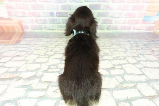 静岡県のミニチュアダックスフンド(ロング) (Coo&RIKU富士店/2025年12月11日生まれ/男の子/ブラックイエロー)の子犬の4枚目の画像