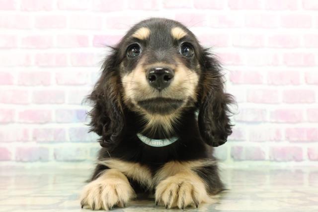 静岡県のミニチュアダックスフンド(ロング) (Coo&RIKU藤枝店/2025年12月11日生まれ/男の子/ブラックイエロー)の子犬の1枚目の画像