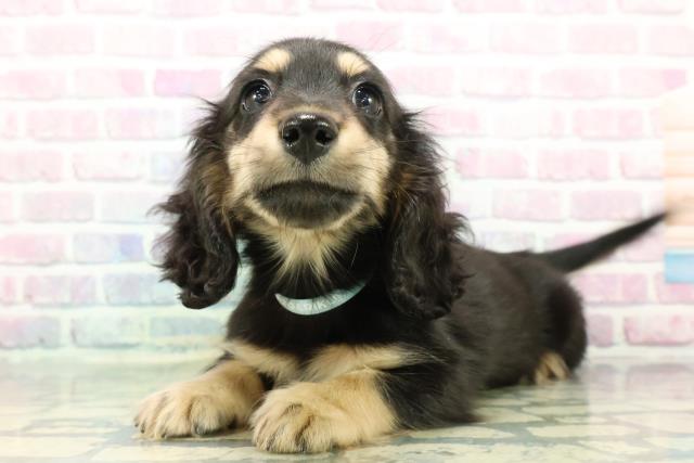 静岡県のミニチュアダックスフンド(ロング) (Coo&RIKU藤枝店/2025年12月11日生まれ/男の子/ブラックイエロー)の子犬の2枚目の画像