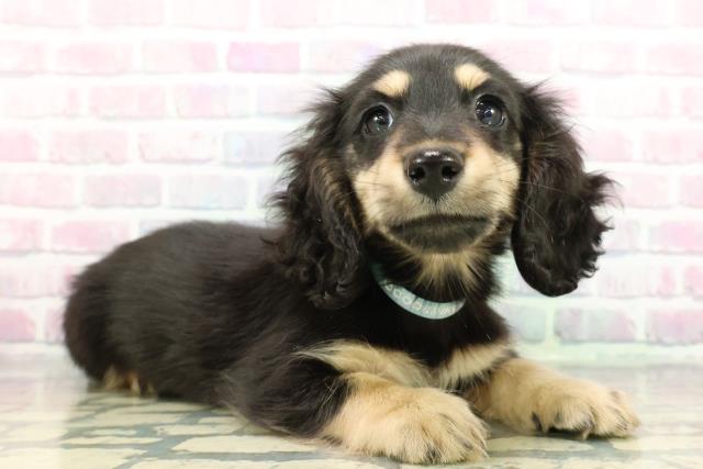 静岡県のミニチュアダックスフンド(ロング) (Coo&RIKU藤枝店/2025年12月11日生まれ/男の子/ブラックイエロー)の子犬の3枚目の画像