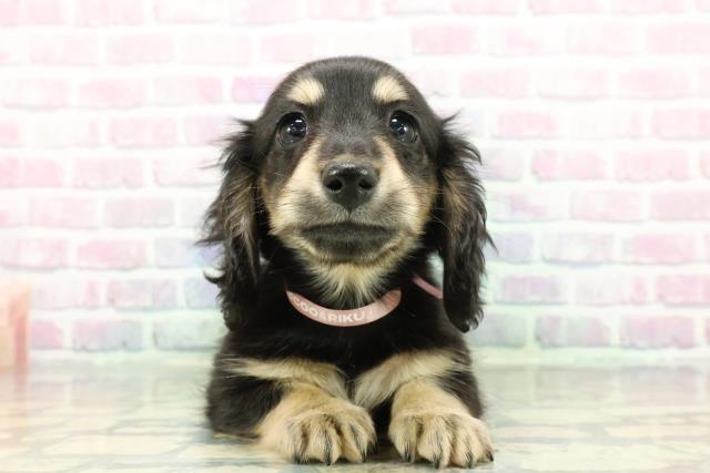 埼玉県のミニチュアダックスフンド(ロング) (Coo&RIKU所沢店/2025年12月11日生まれ/女の子/ブラックイエロー)の子犬の1枚目の画像