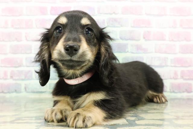 埼玉県のミニチュアダックスフンド(ロング) (Coo&RIKU所沢店/2025年12月11日生まれ/女の子/ブラックイエロー)の子犬の2枚目の画像