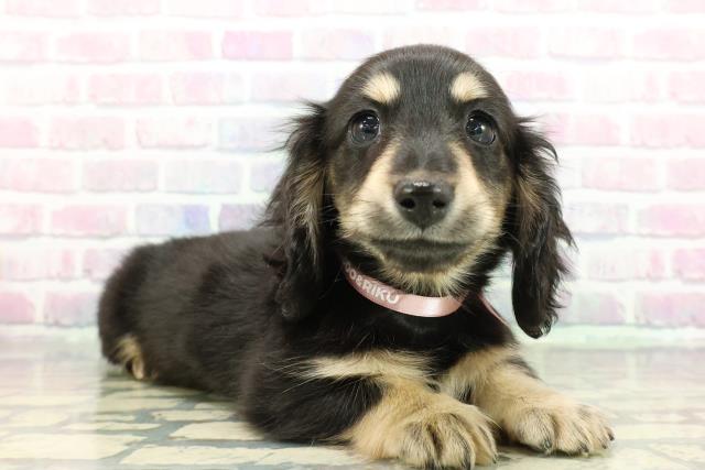 埼玉県のミニチュアダックスフンド(ロング) (Coo&RIKU所沢店/2025年12月11日生まれ/女の子/ブラックイエロー)の子犬の3枚目の画像